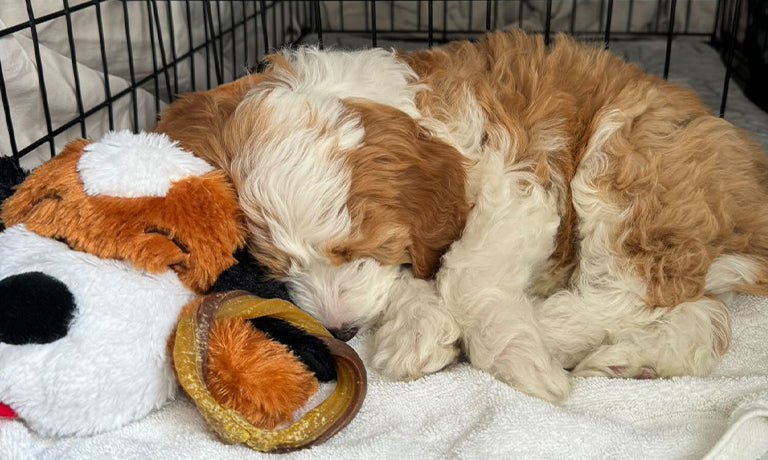 View of Crate Training Made Easy: Step-by-Step Guide for New Puppy Parents ...