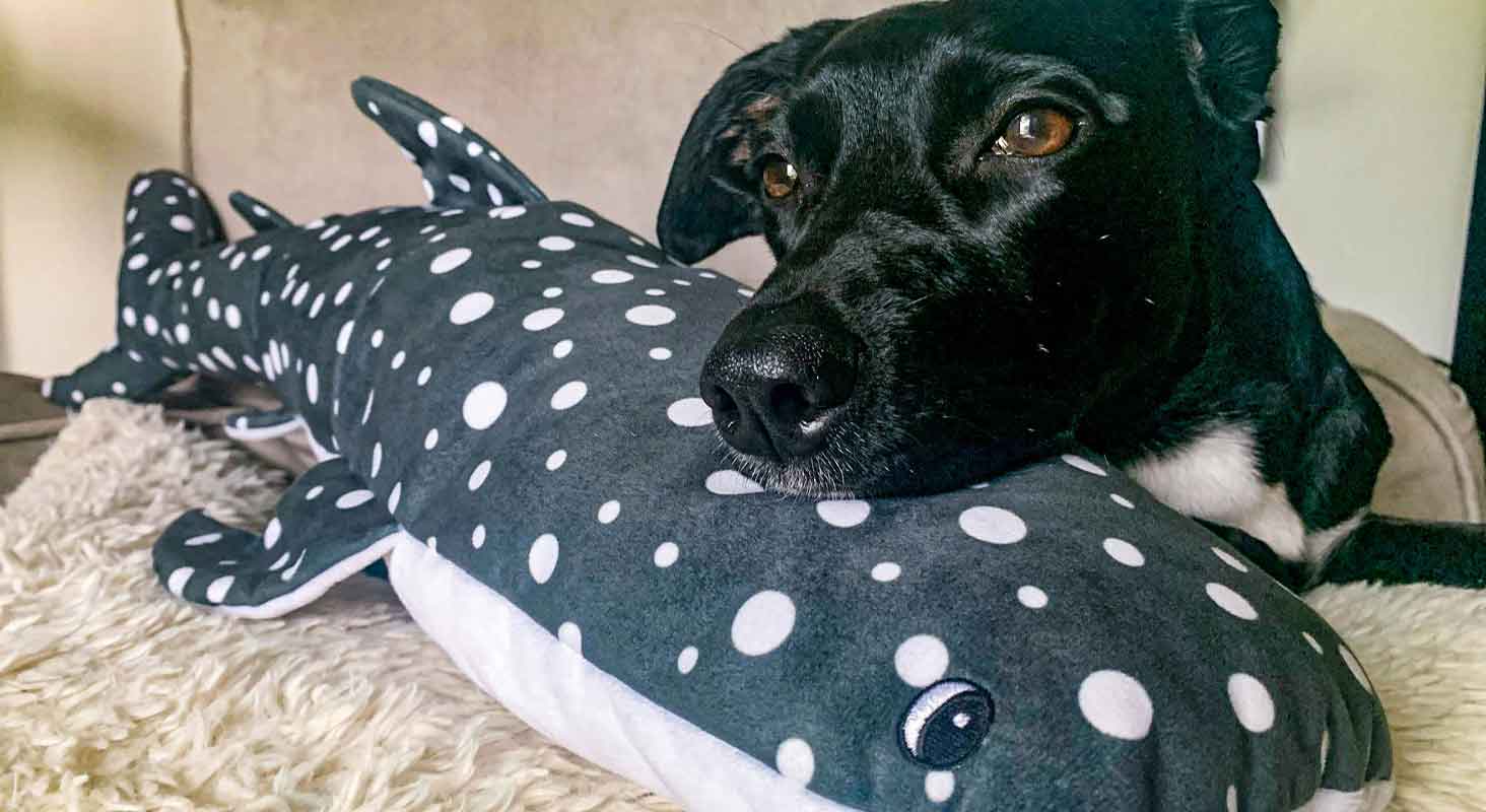 Big Dog Toys – Snuggle Puppy