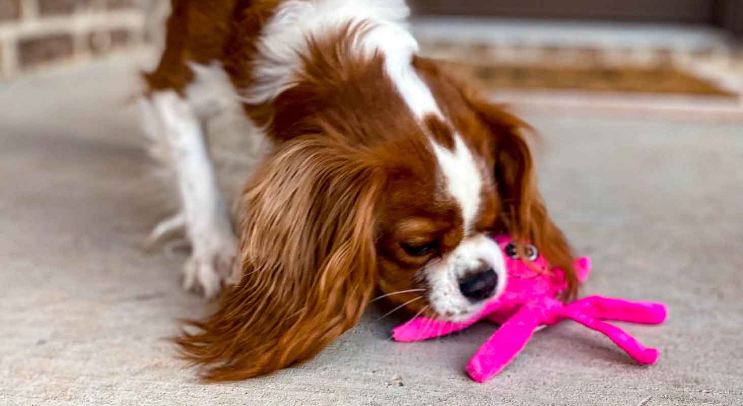 Puppy toys for small dogs best sale