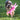 Brown fluffy dog running in the grass outside with a pink rabbit plush dog toy that has a shaggy fabric body