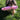 Brown fluffy dog running in the grass outside with a pink pig plush water bottle dog toy in its mouth