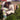 White and brown dog playing with green Puppy's First ring chew toy in the grass