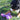 Bernese Mountain Dog playing with purple octopus plush toy with stretchy legs outside in a field of grass