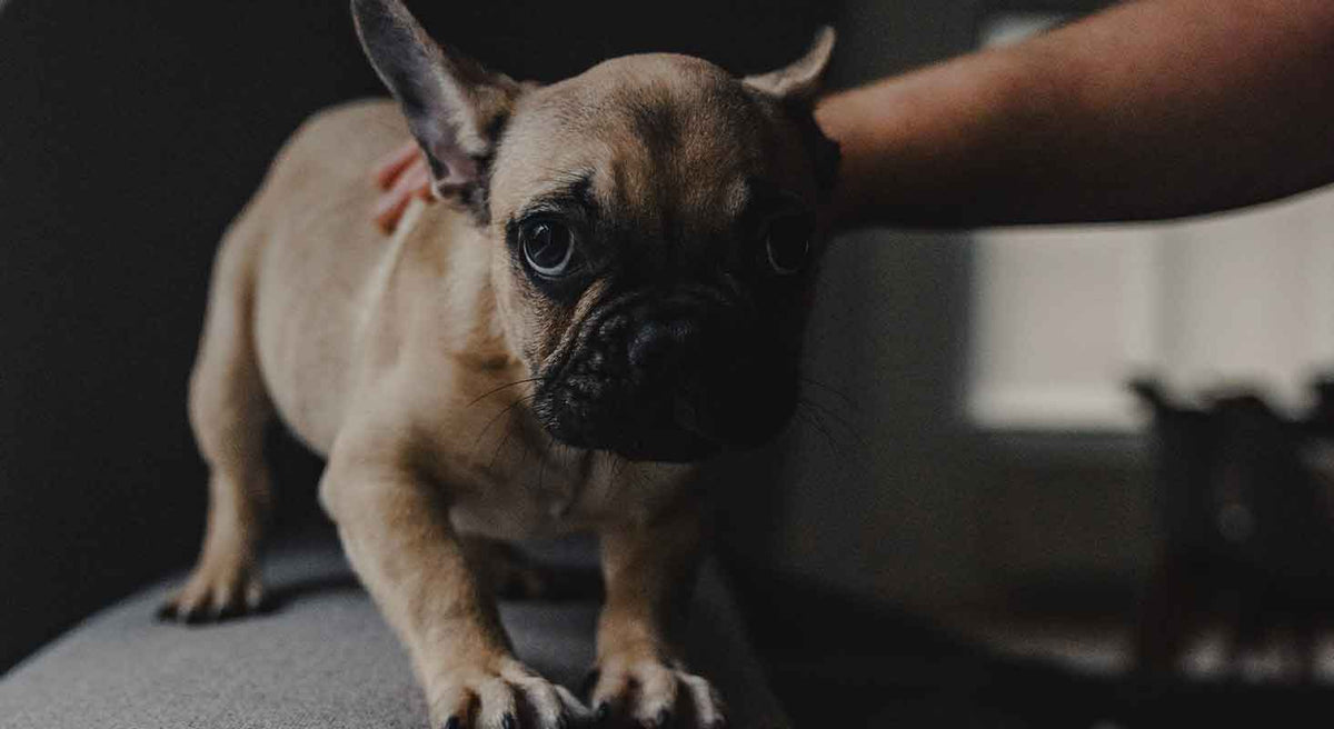 How to ease your dog's anxiety during a storm
