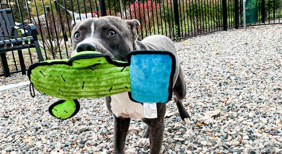 Things to Consider When Choosing the Right Toy for Your Pup