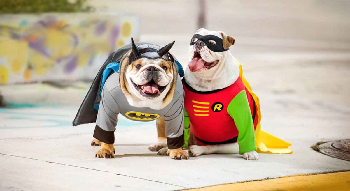 5 Halloween Pet Safety Tips