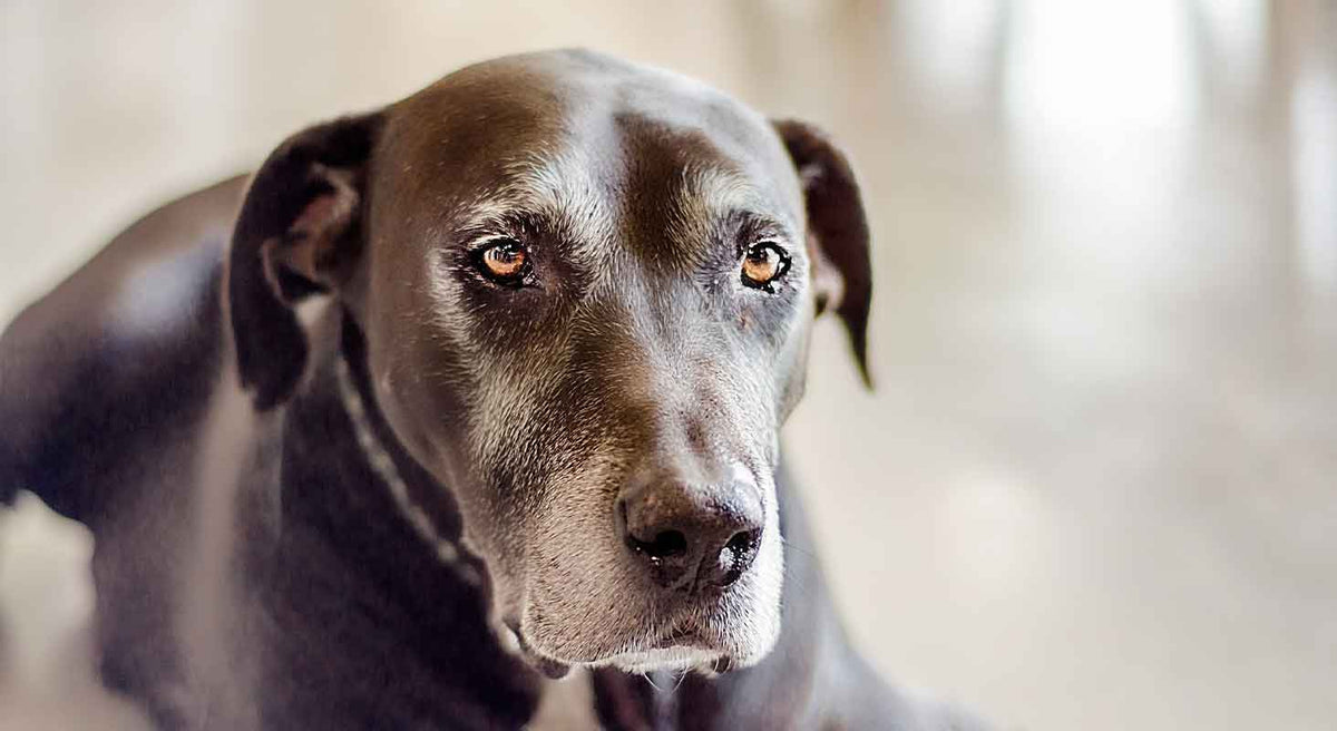 5 Reasons to Adopt a Senior Dog