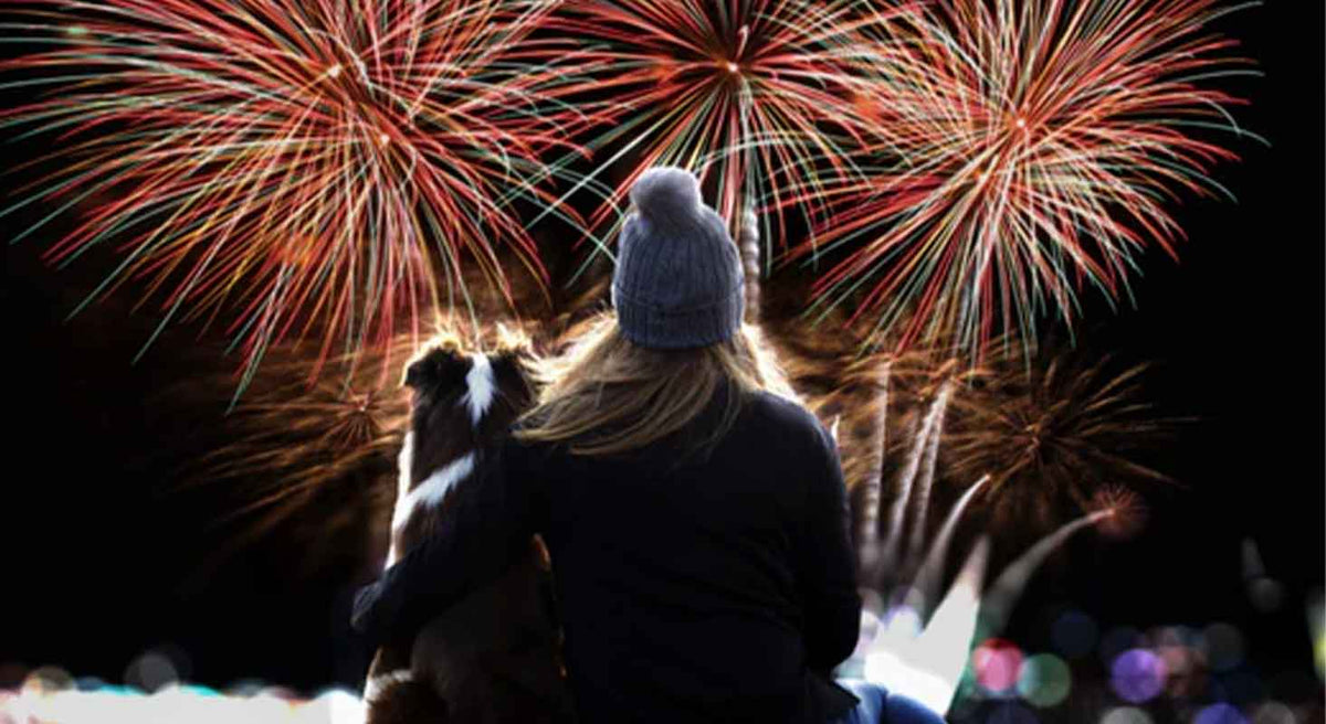 Tips To Help Your Dog Get Through 4th Of July Fireworks