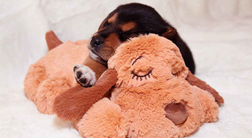 Prepping to bring home your new puppy