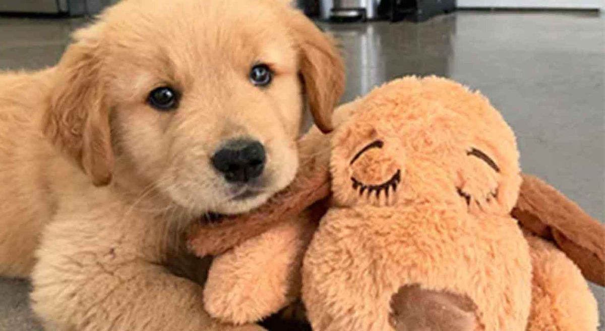 Ways the Snuggle Puppy Helps Animals