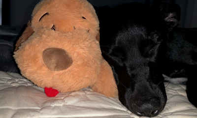 The Dog Mom Guide: Separation Anxiety