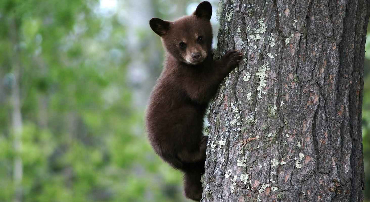 The Snuggle Puppy Helps an Orphaned Black Bear