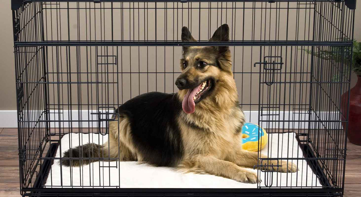 puppy crate training
