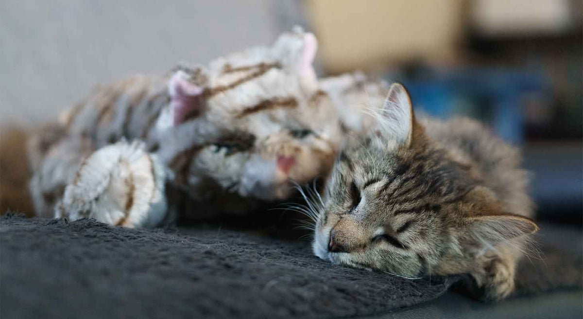 Does my Cat Have Anxiety? National Cat Health Month.