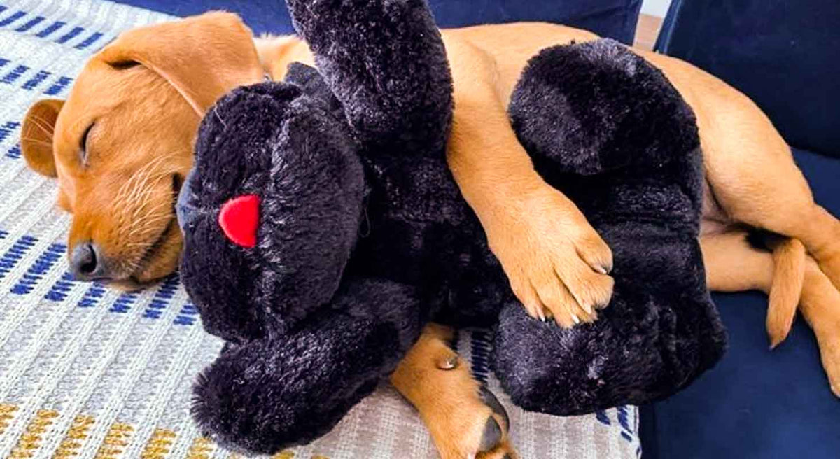 Dog Anxiety Awareness: Types of Anxiety Your Dog Experiences