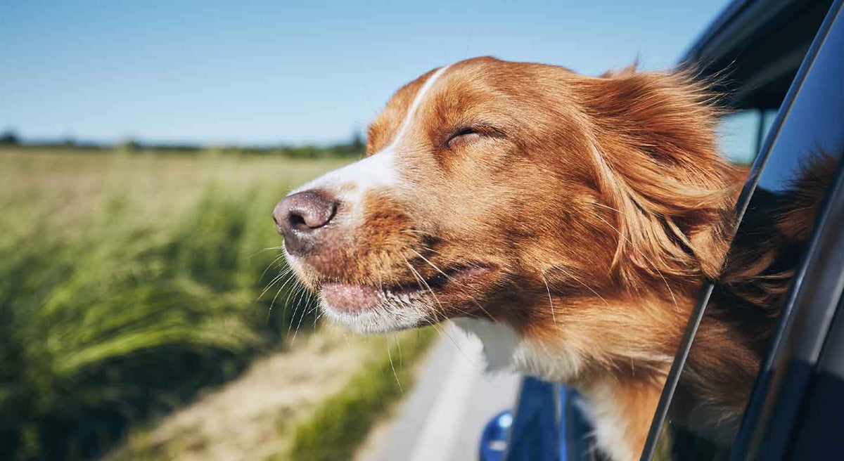 Traveling with your Dog