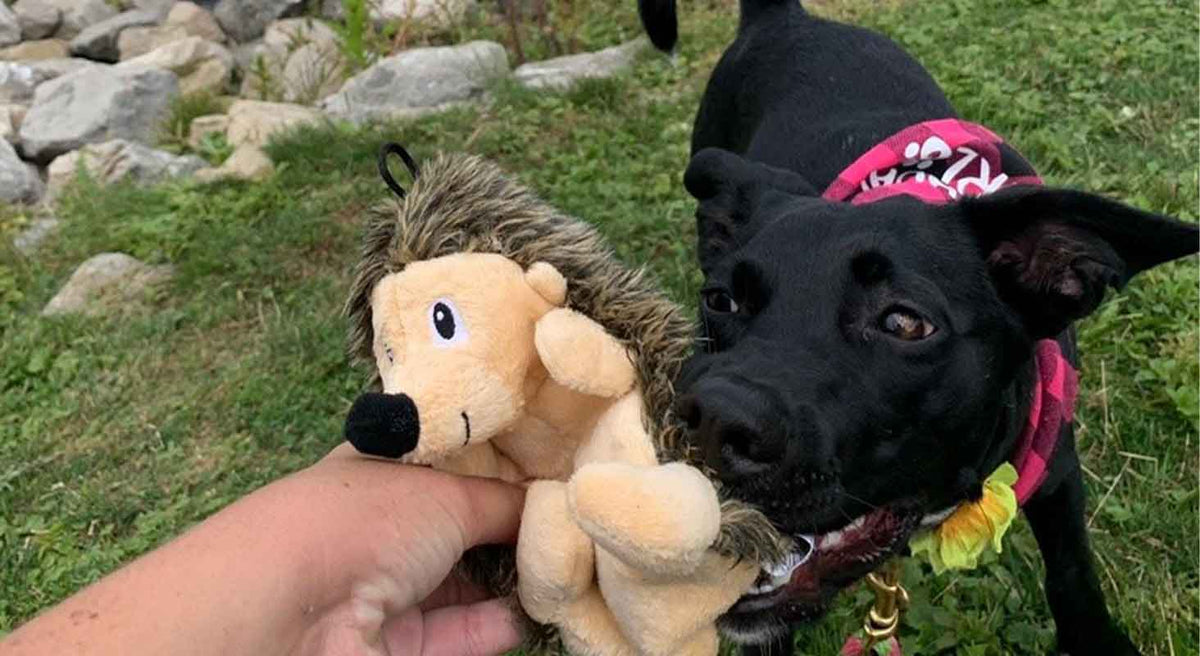 Dog toys that enhance playtime