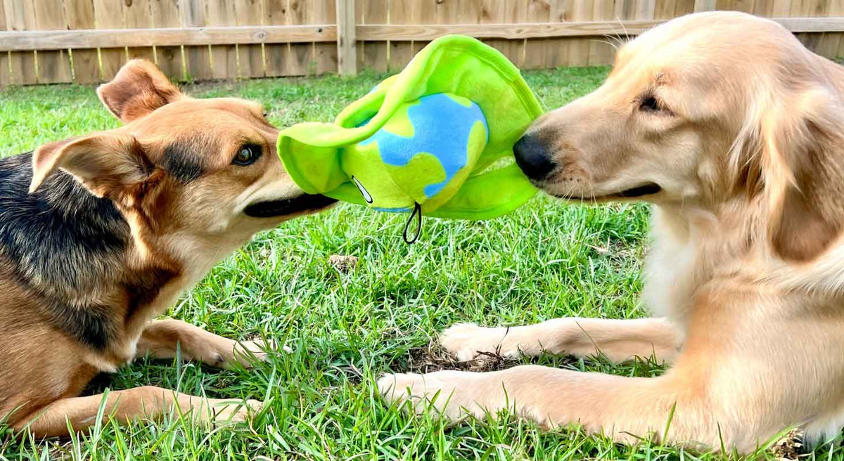 Fun Ways to Get Outside With Your Pup This Spring