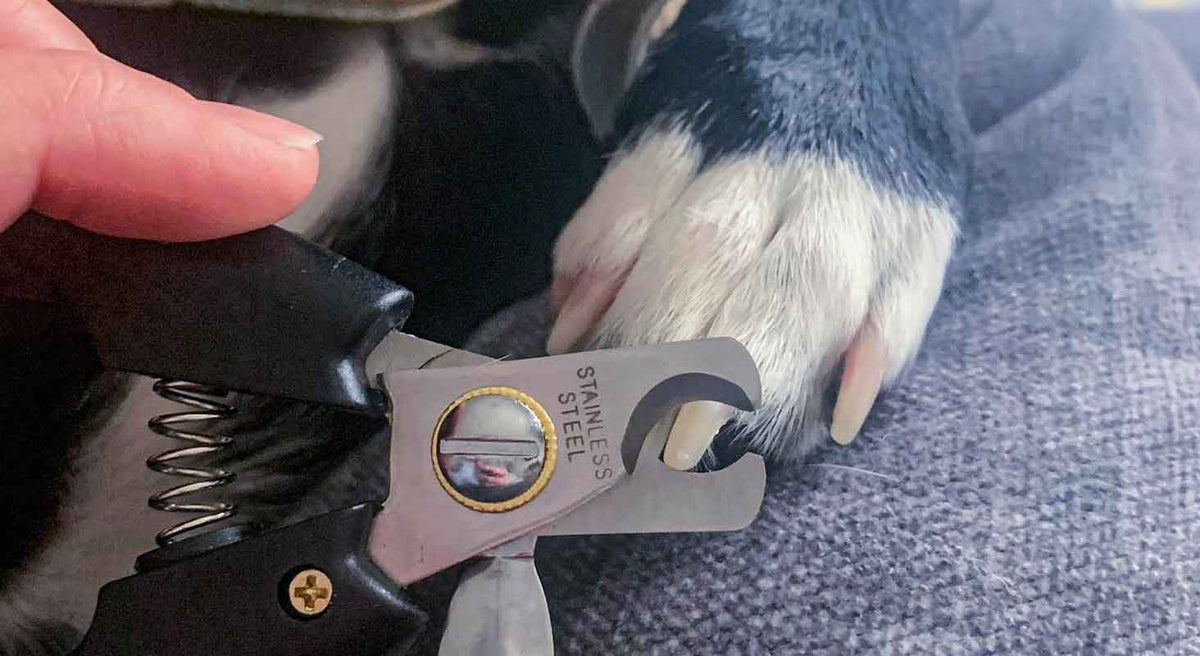 Getting Your Dog Comfortable with Nail Trims at Home