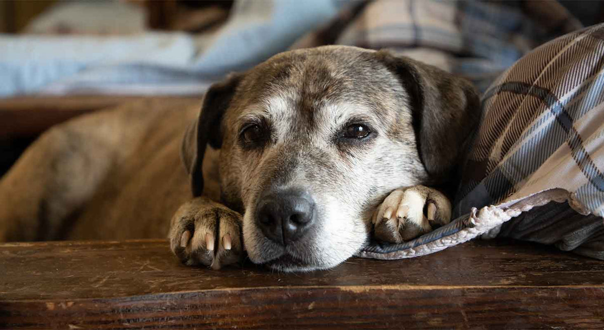 How Snuggle Puppy Can Help Your Adult Dog