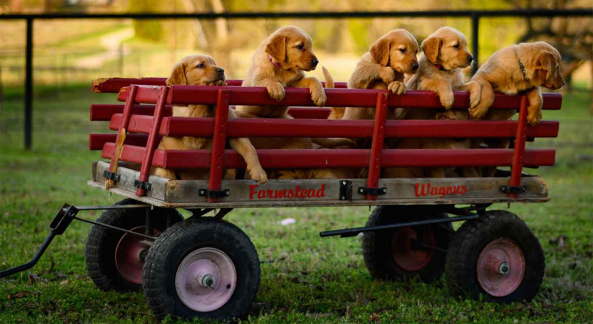 How Snuggle Puppy Soothes Weaning Puppies