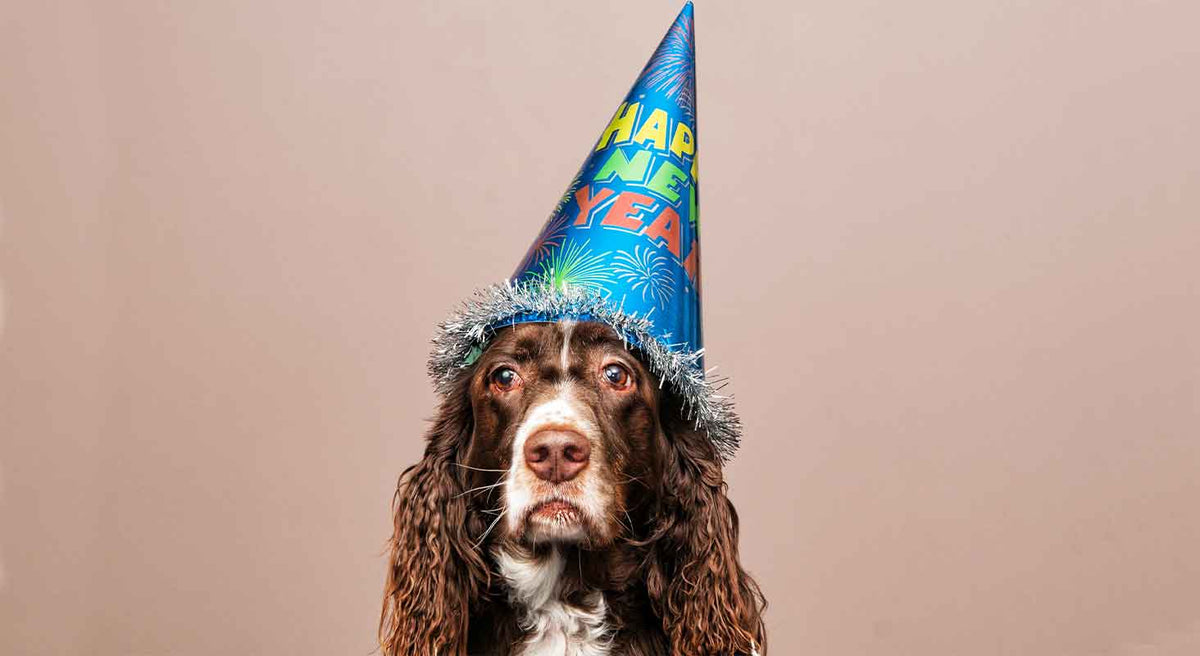 How to Calm Your Dog's Anxiety on New Year's Eve