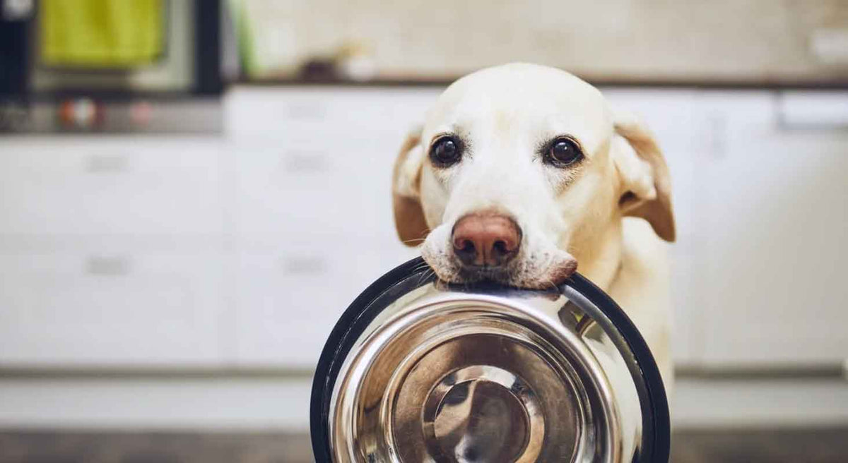 best dog food for your dog's health. 