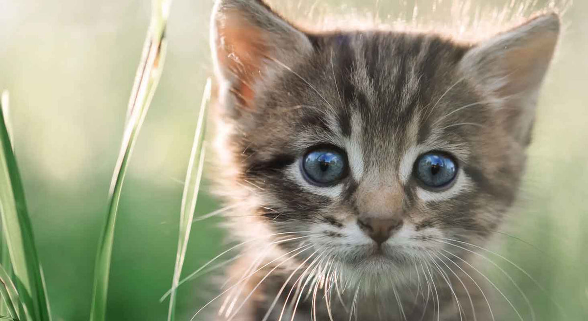 How to Comfort Kittens Who Have Been Abandoned