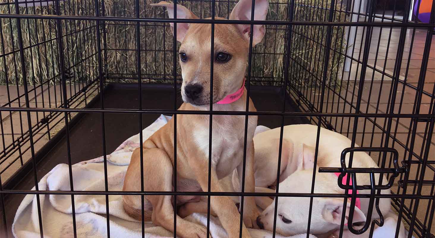 how to crate train a crying puppy