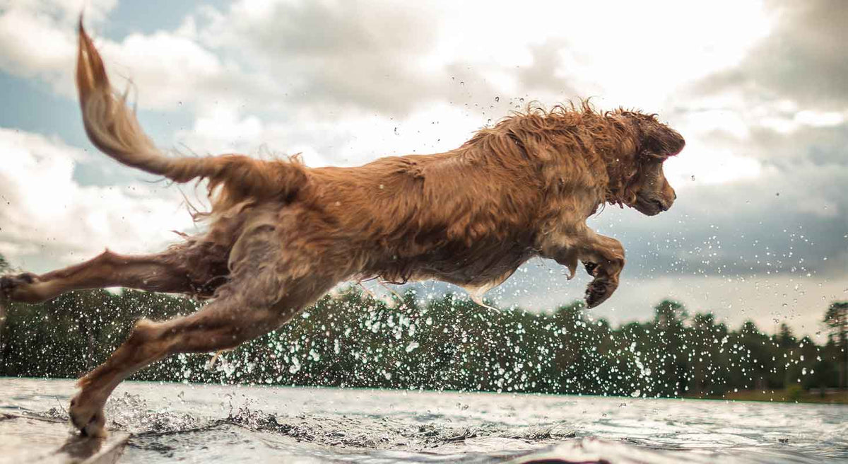 How to Keep Your Dog Safe Around Water