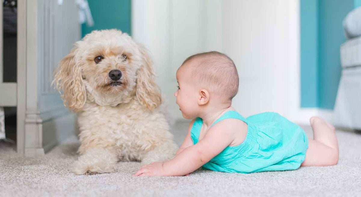 How to Prep Your Dog For a New Baby