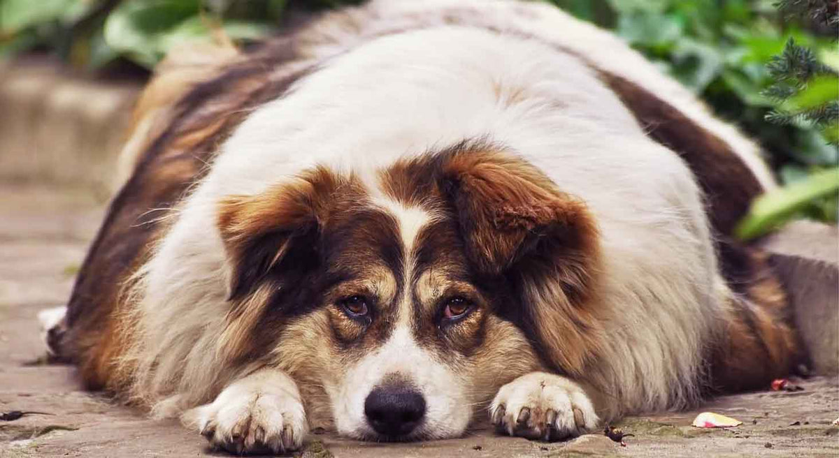 How to Prevent Canine Obesity