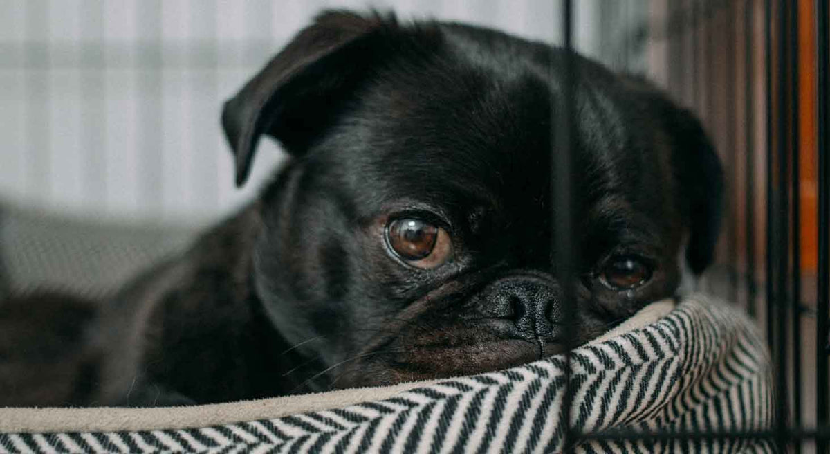 How to stop your puppy from crying at night in their crate