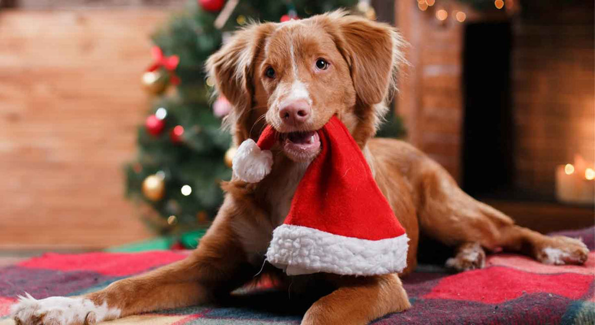 How to Take the ‘Paw’fect Picture for Your Holiday Card