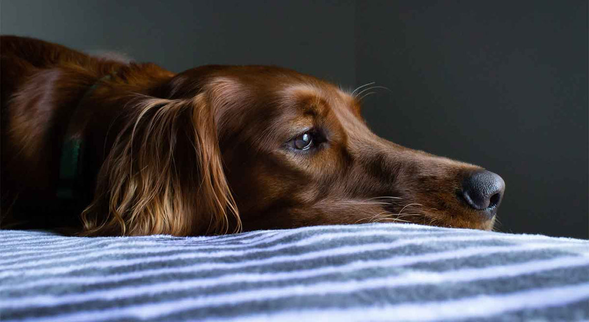 How to Help Your Dog Deal with Grief