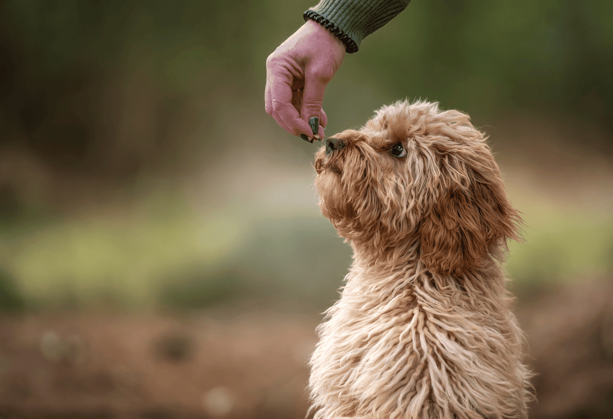 Must-Have Essentials for Preparing for Your New Puppy