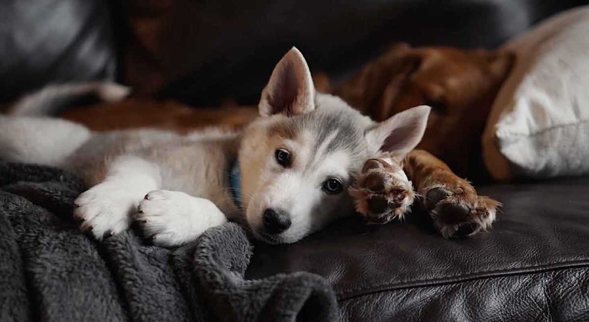 Keeping your dog entertained indoors