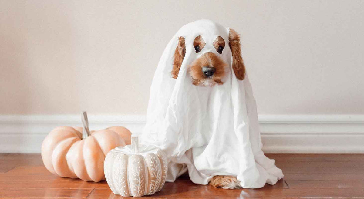 Managing Your Pet’s Anxiety This Halloween