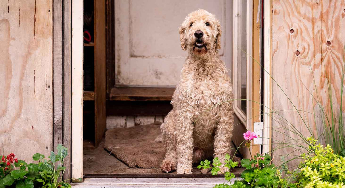 Reasons Why We Love Our Doodles: International Doodle Dog Day