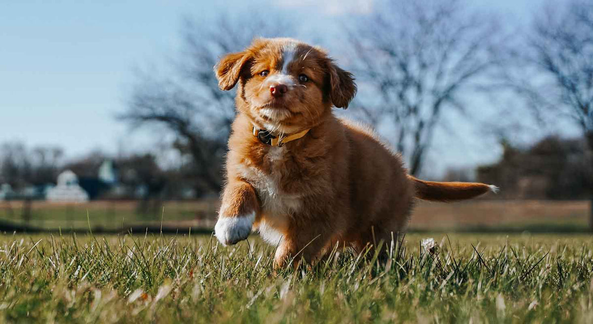 National Puppy Day: Top Puppy Training Tips