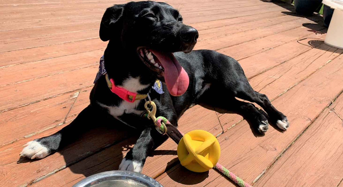 Perks of Being a Dog Mom: Love Your Pet Month 