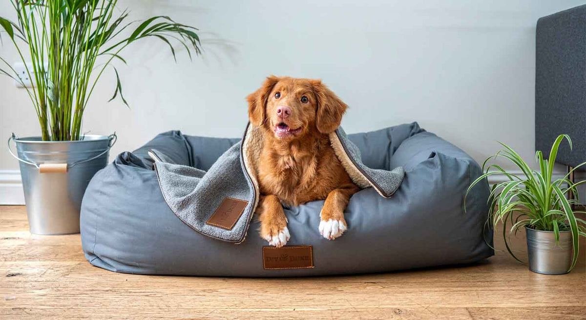 how to prep your dog's bed