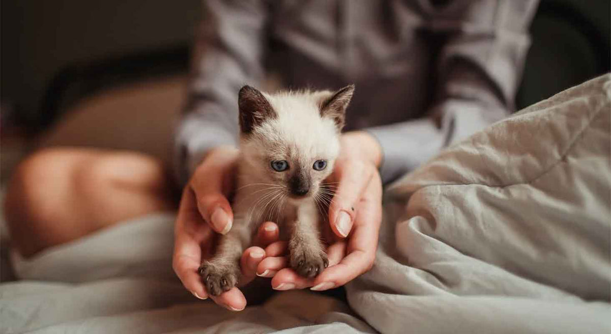 Prepping Your Home For a New Kitten
