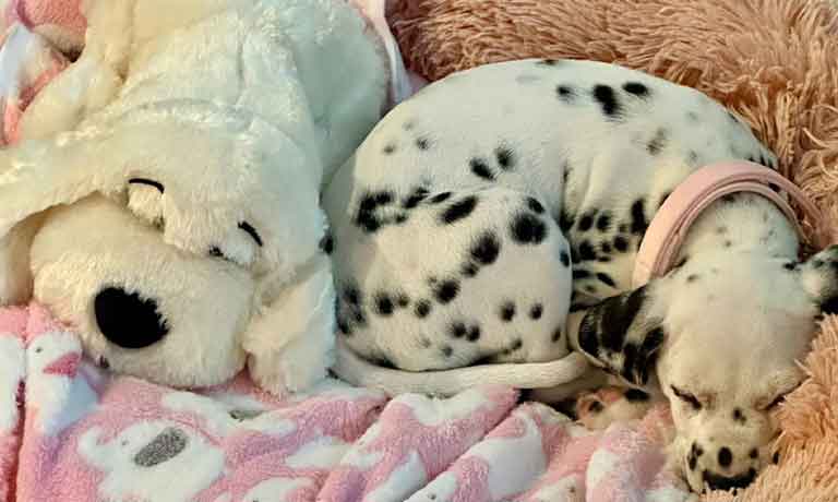 Puppy Sleep Training 101: How to Help Your Puppy Sleep Through the Night