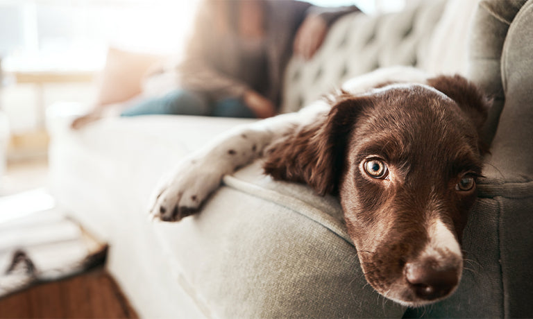 Is My Puppy Bored? How to Spot It and What to Do About It