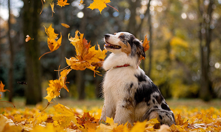 The Power of Routine: Why Puppies Thrive on Structure – Snuggle Puppy