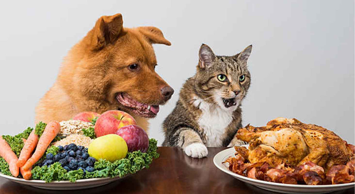 Safe Foods To Give Your Dog This Thanksgiving