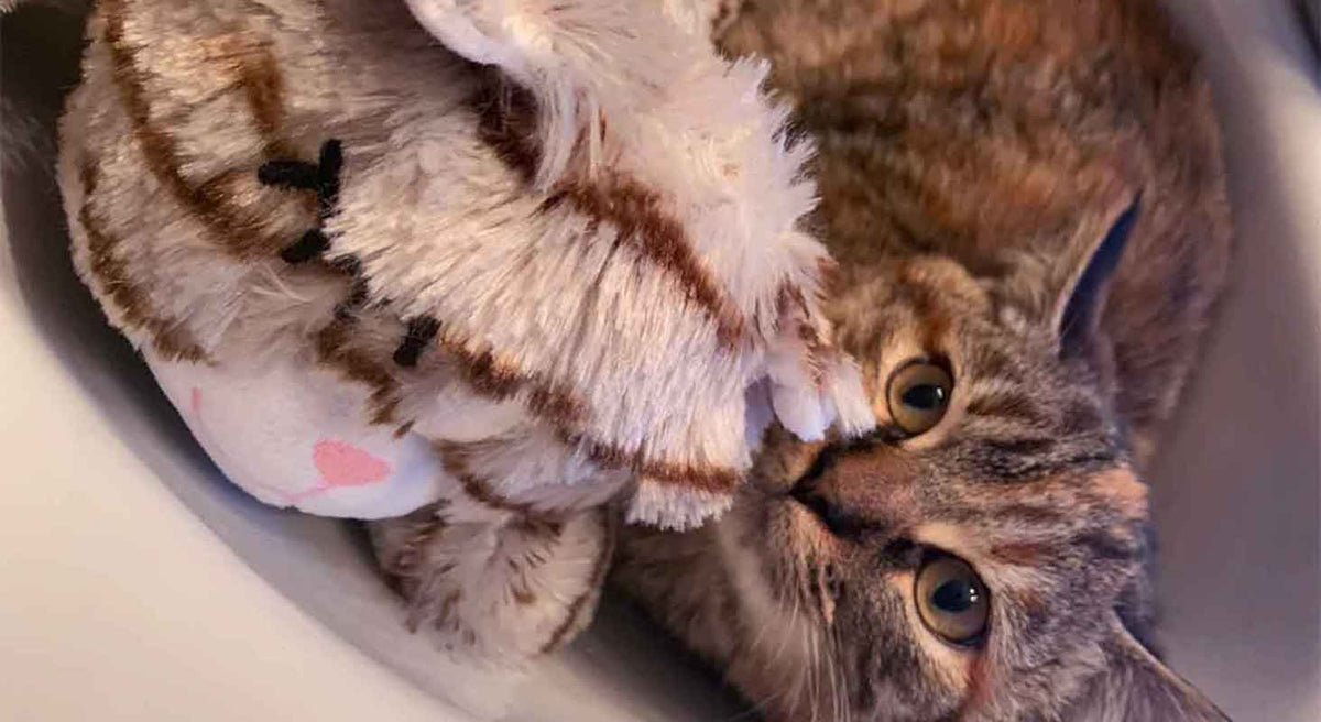 rescue cat 
