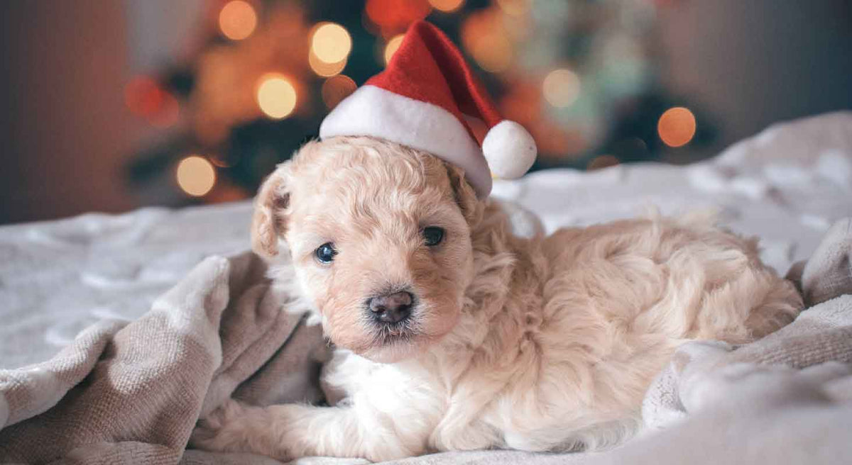 Snuggle Puppy Gifts for a paws-itively wonderful holiday!