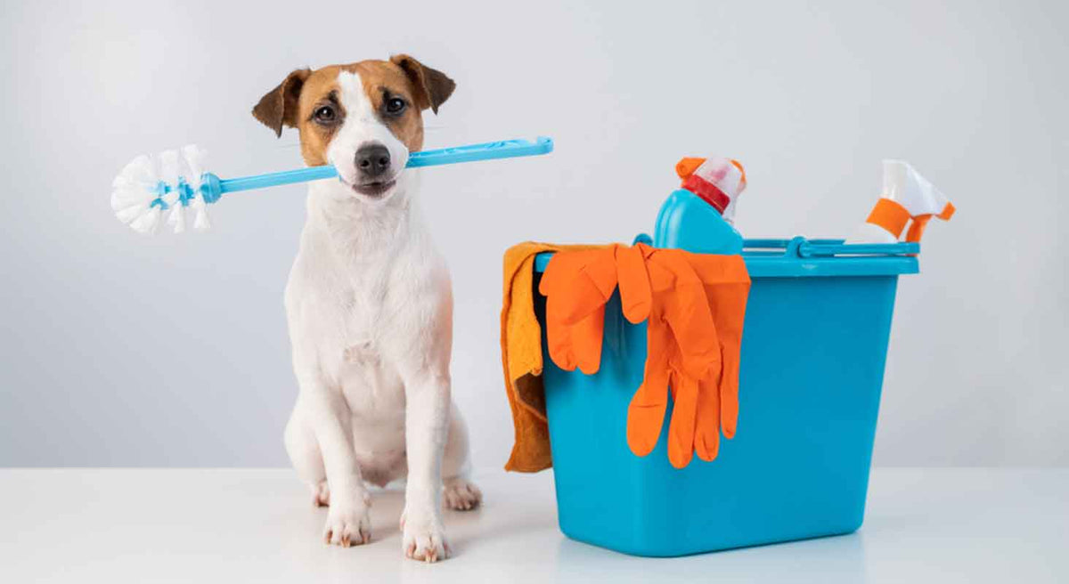 Spring Cleaning: What Cleaning Products are Dog Safe?